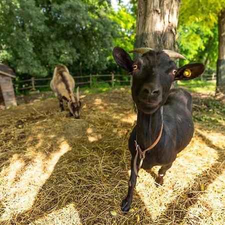 Agriturismo Colle Dei Pivi Ponti sul Mincio Zewnętrze zdjęcie