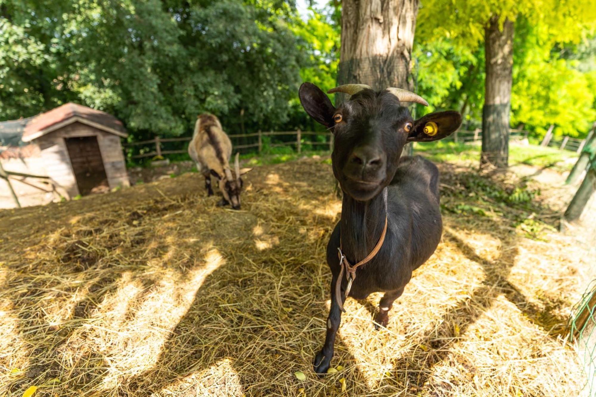 Agriturismo Colle Dei Pivi Ponti sul Mincio Zewnętrze zdjęcie