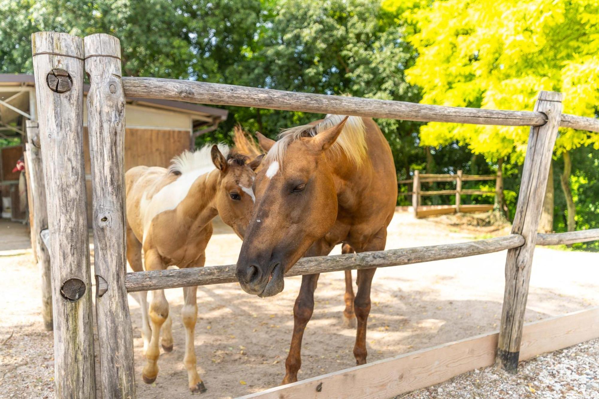 Agriturismo Colle Dei Pivi Ponti sul Mincio Zewnętrze zdjęcie